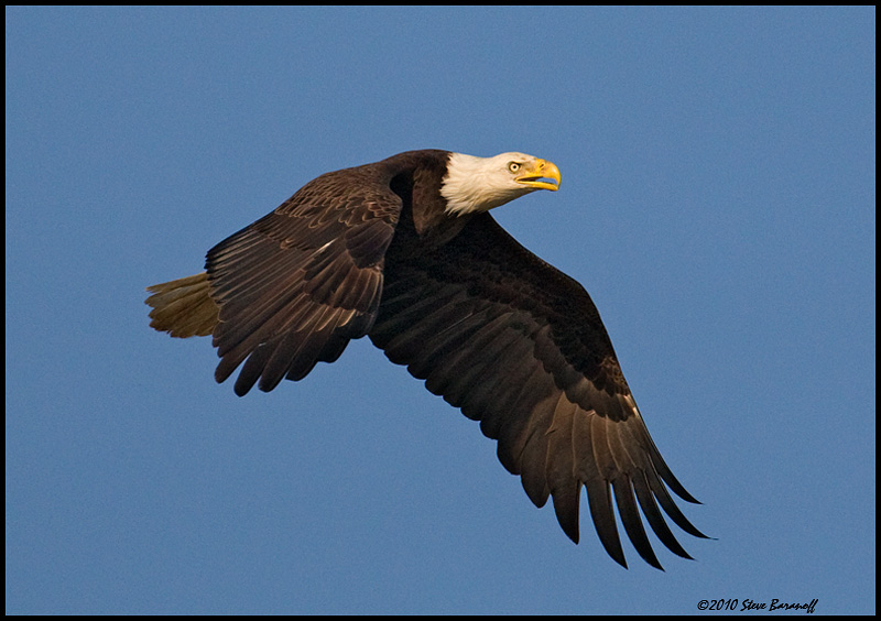_0SB0590 american bald eagle.jpg